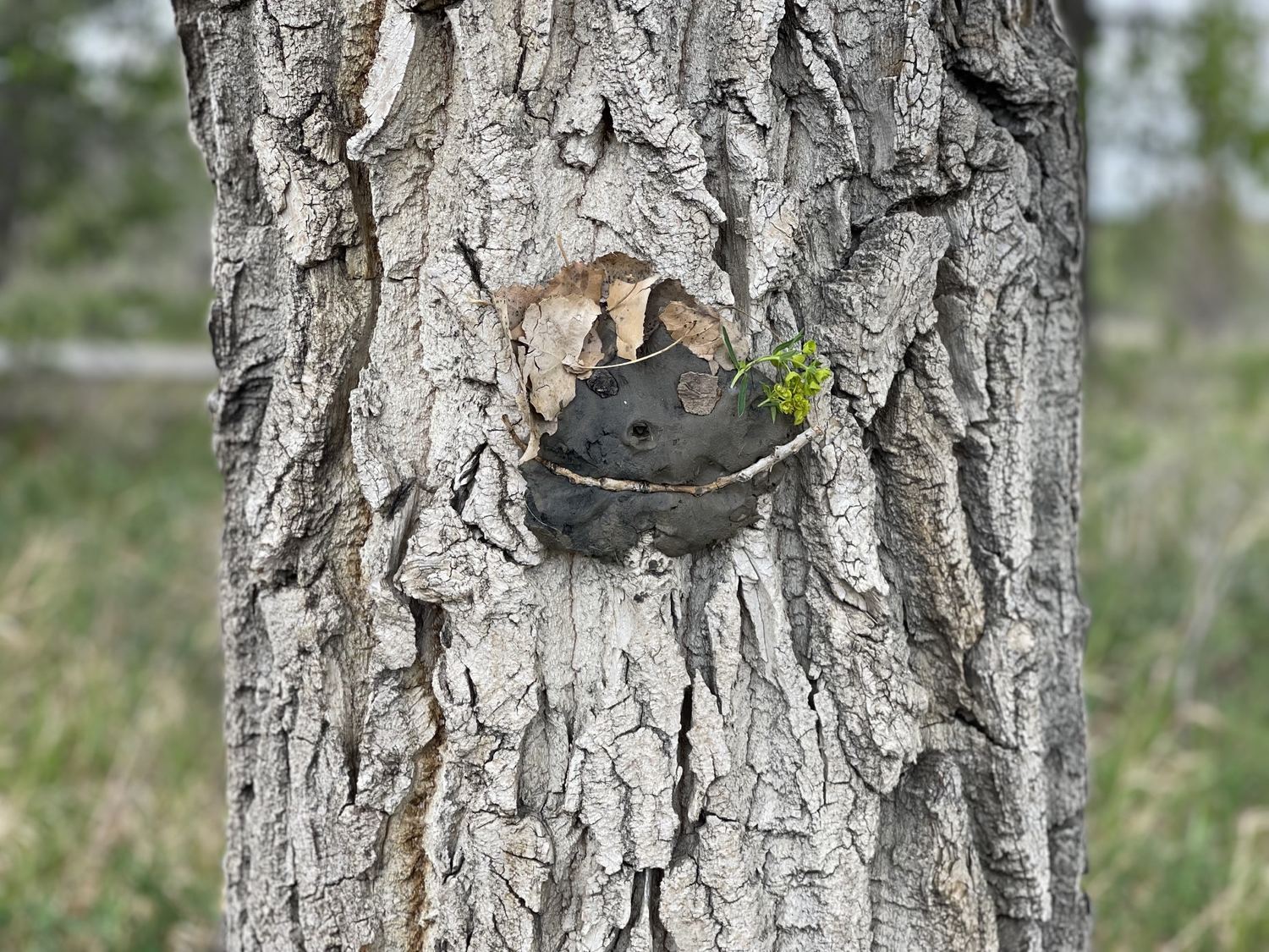 A little face made of clay and leaves on a cottonwood trunk